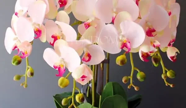 فروشگاه گل و گیاه